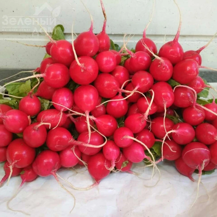 Редо / Redo, 24-26 дней фото 1