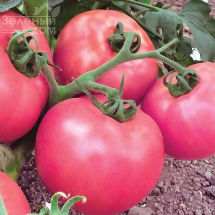 Микадо розовый / Mikado rozovyy, 105-110 дней фото 1