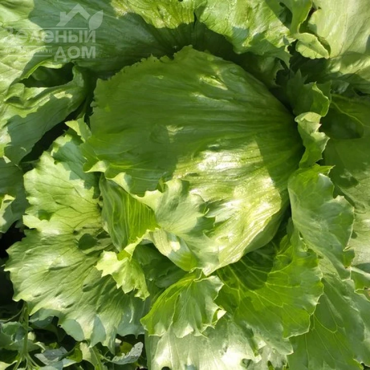 Глендана / Glendana фото 1