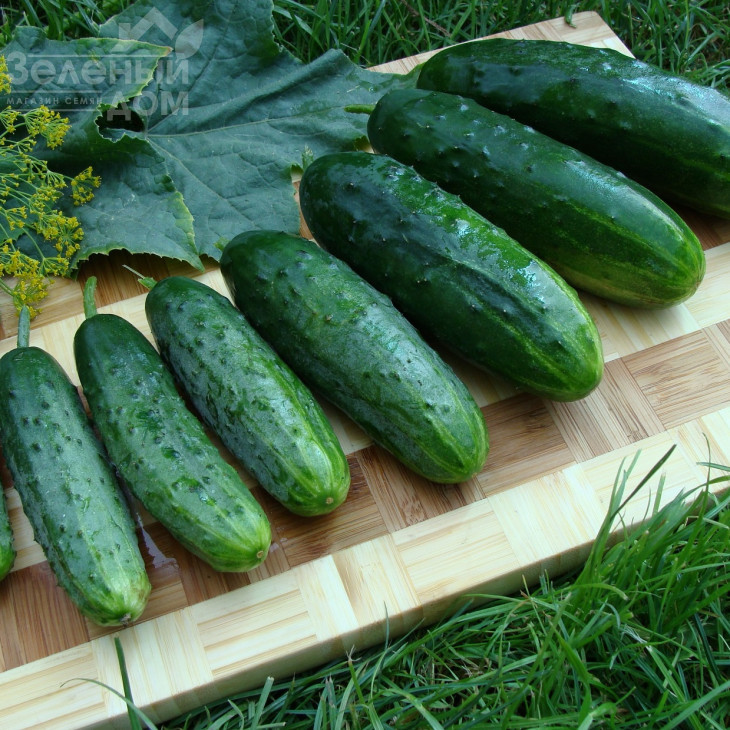 Валері F1 / Valery F1 фото 2