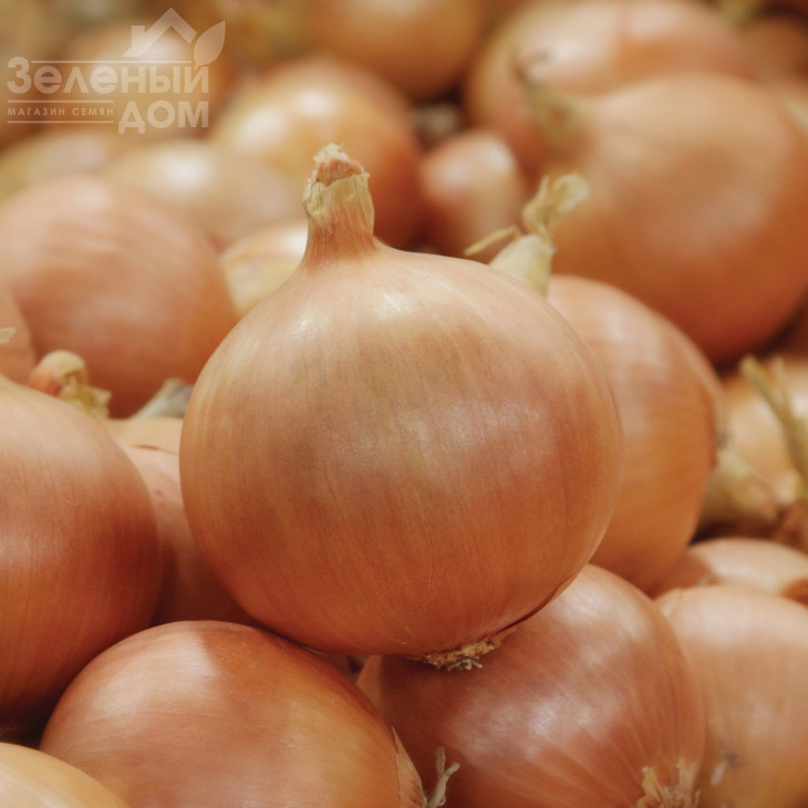 Медальйон F1 / Medalion F1,110-115 днів фото 1