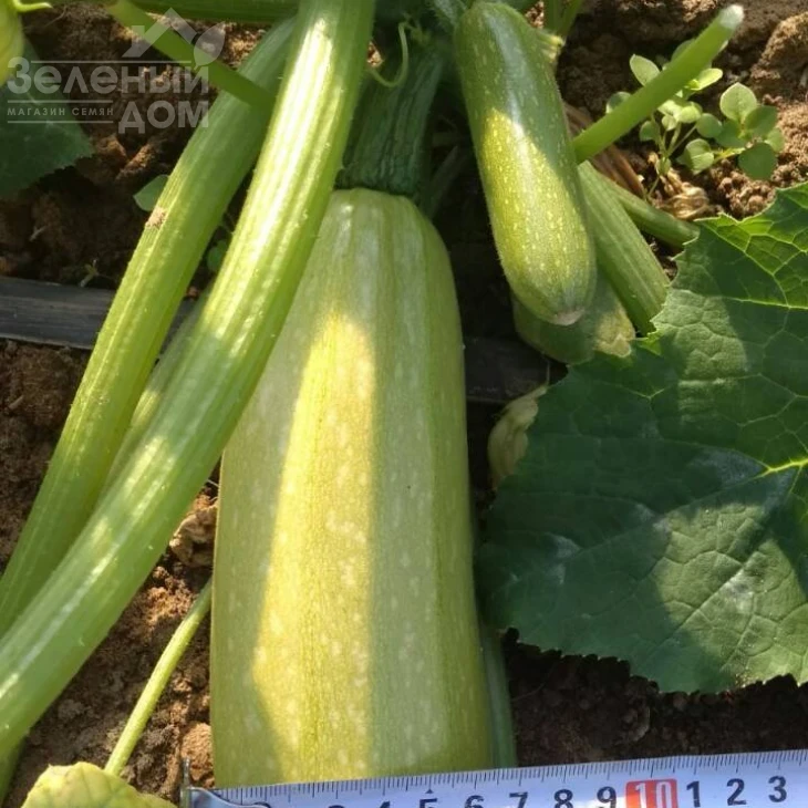 Ришар (INX 1423) F1 / Rishar (INX 1423) F1,35-37 дней фото 2