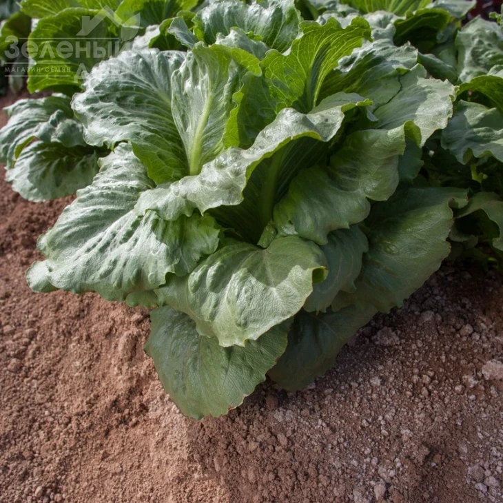 Крунчита / Crunchita фото 2