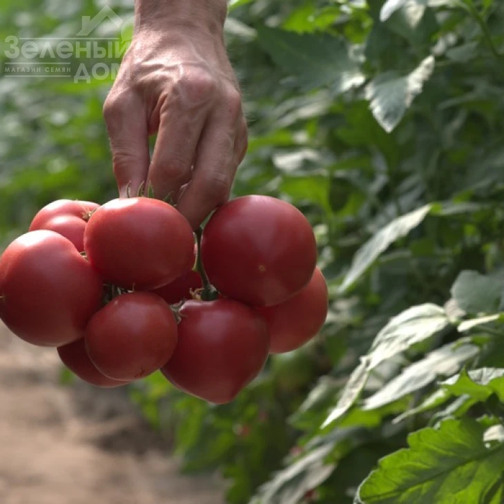 Афен F1 / Afen F1,70 дней фото 1