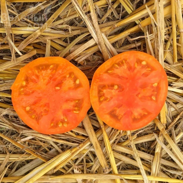 Солидо F1 / Solido F1,90 дней фото 1