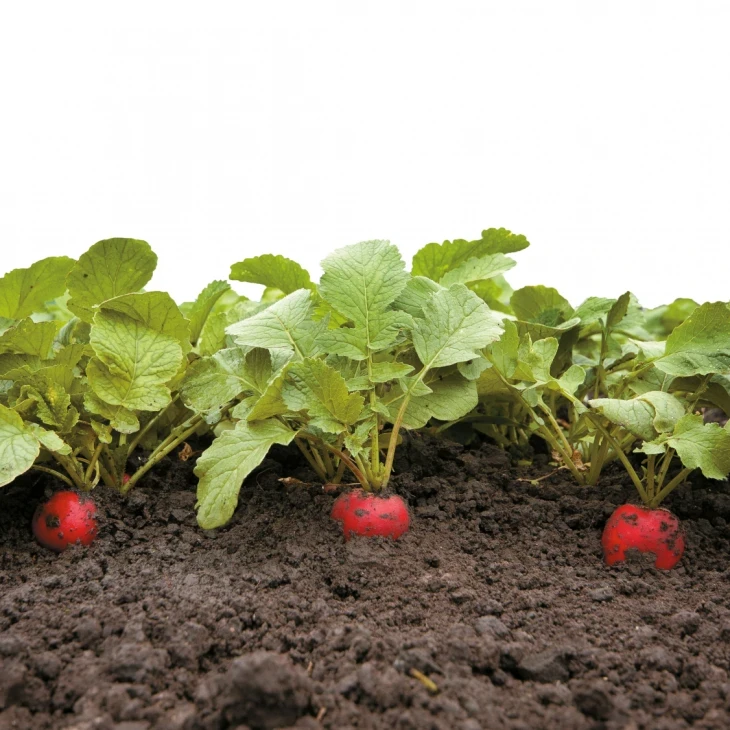 Стеллар F1 / Stellar F1,23-25 дней фото 2