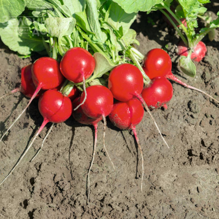 Роксан F1 / Roxanne F1,25-30 днів фото 1