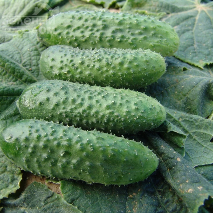 Алгамбра F1 / Algambra F1 фото 1