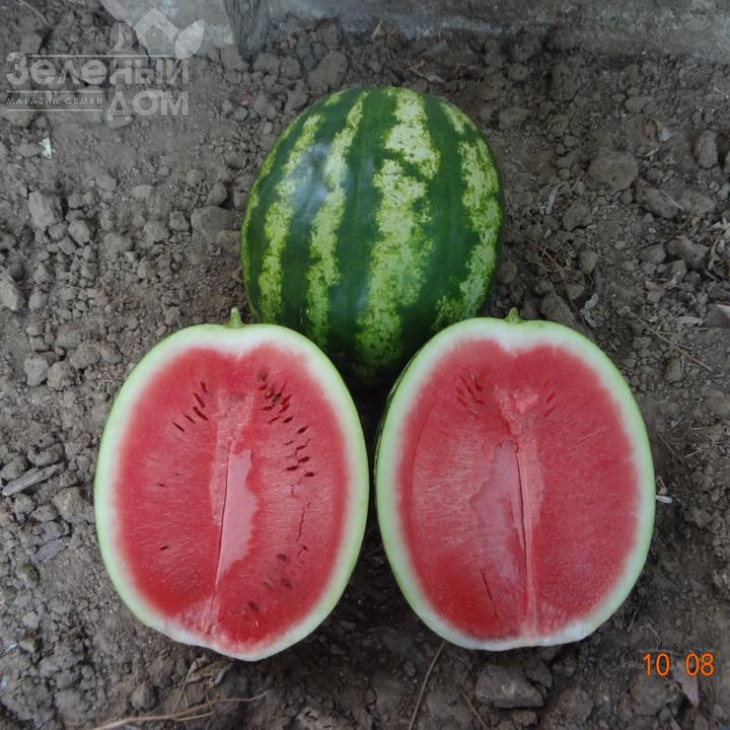 Кримсон Світ / Crimson Sweet, 80-85 днів фото 1