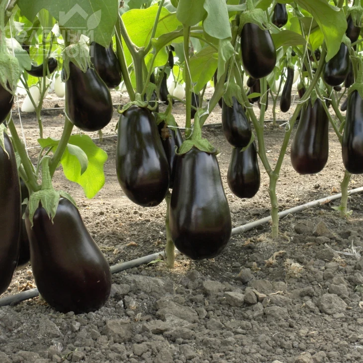 Эпик F1 / Epic F1,60-65 дней фото 1