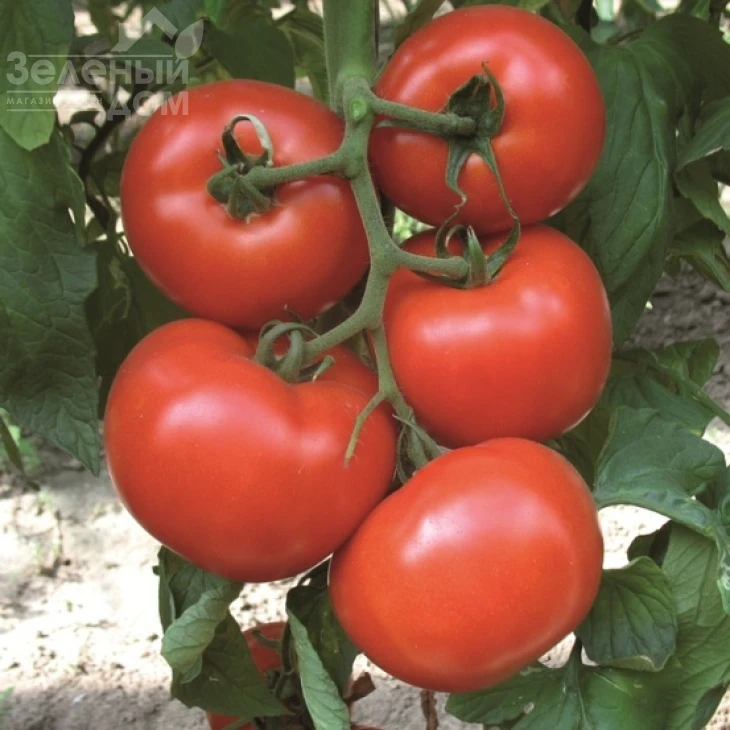 Диаграмма F1 / Diagramma F1,100-105 дней фото 1