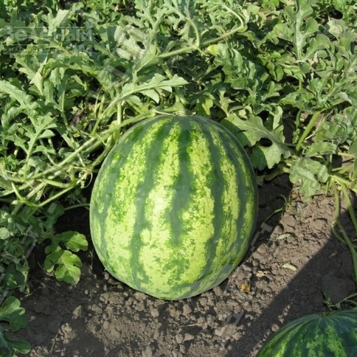 Крісбі F1 / Crisby F1,58-62 дні фото 2