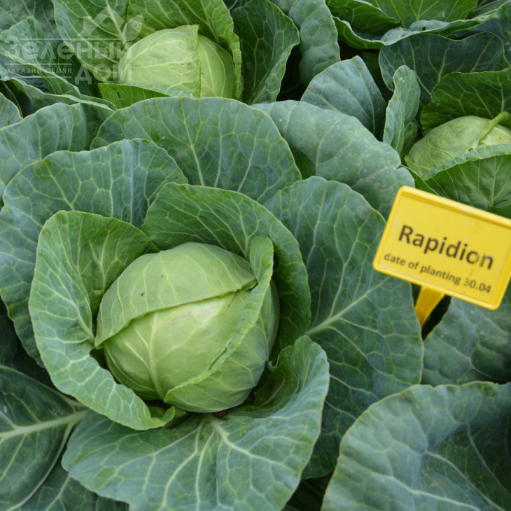 Рапідіон F1 / Rapidion F1,45-50 днів фото 1