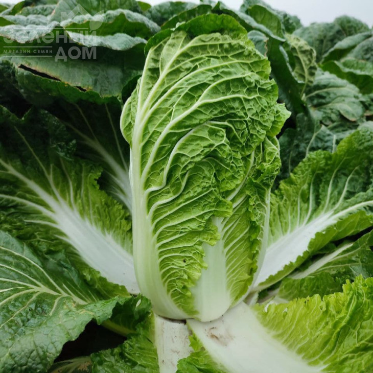 ЖС 4042 F1 / JS 4042 F1 фото 1