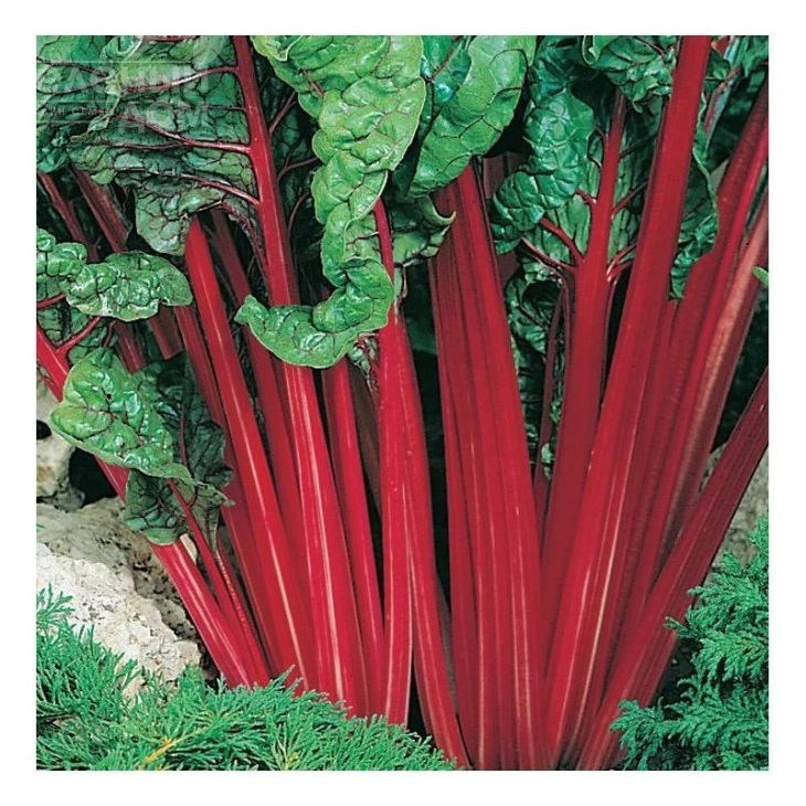 Мангольд / Mangold  фото 1