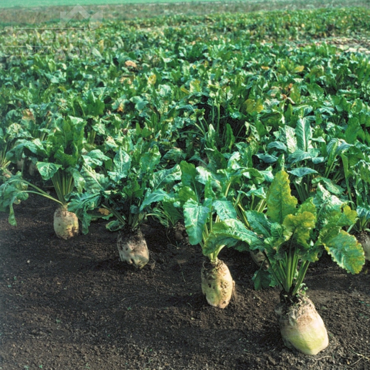 Центаур / Centaur фото 1