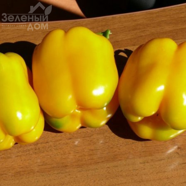 Віват F1 / Vivat F1,75 днів фото 1