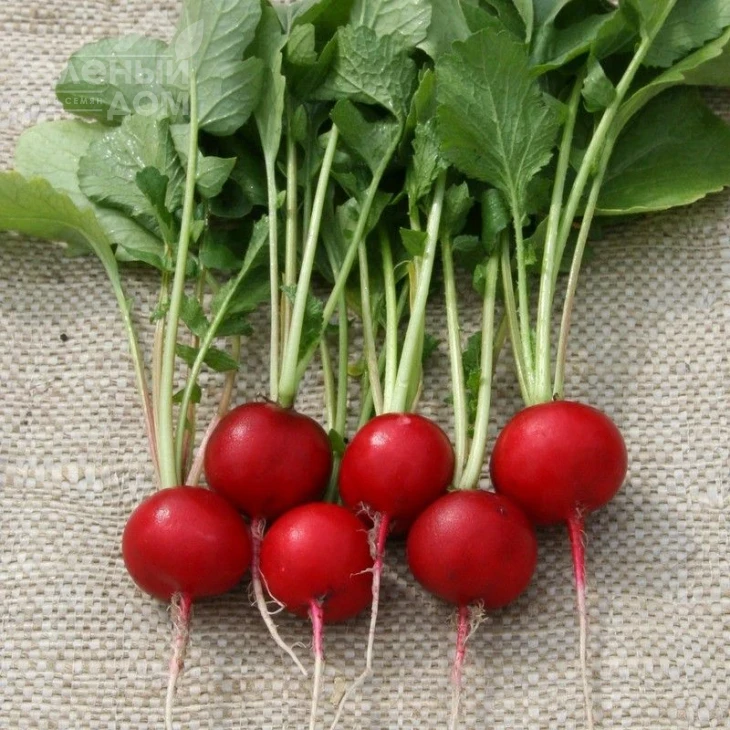 Теко / Teko,20-25 дней фото 1