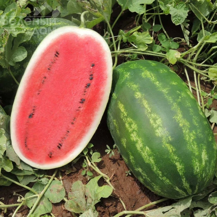 Вирго F1 / Virgo F1 фото 1