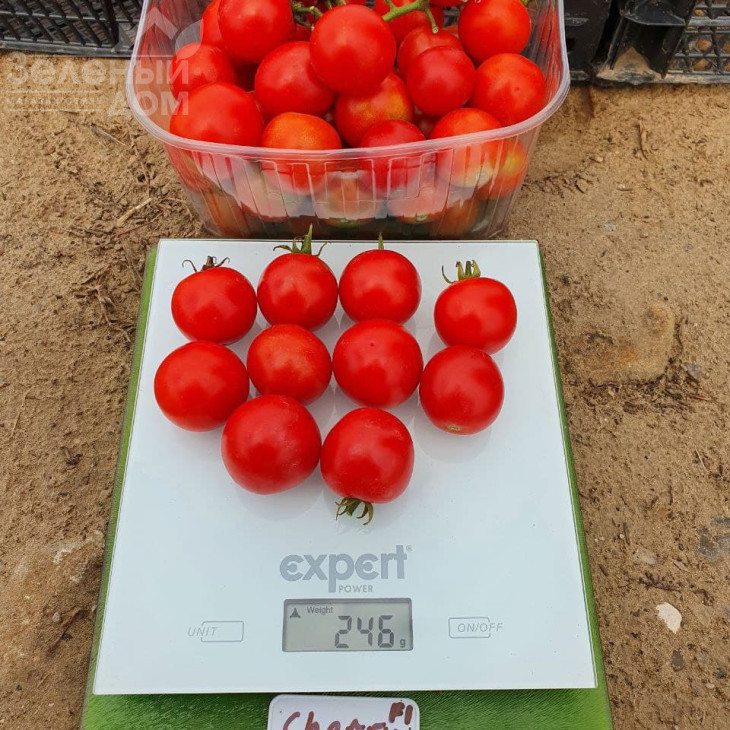 Чері Блоссом F1 / Cherry Blossom F1 фото 1