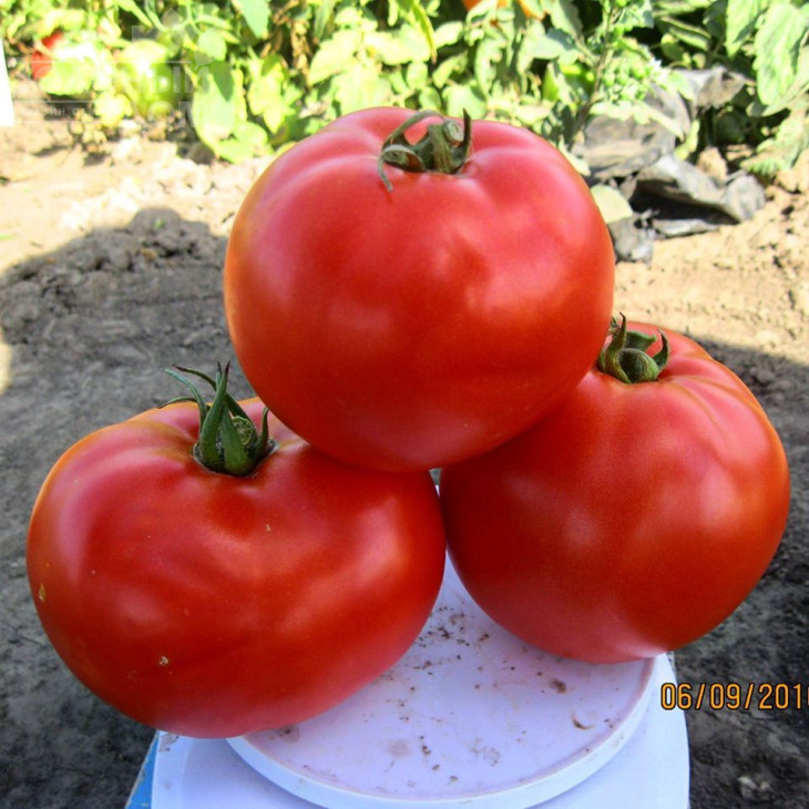 1504 F1 / 1504 F1,110 днів фото 3