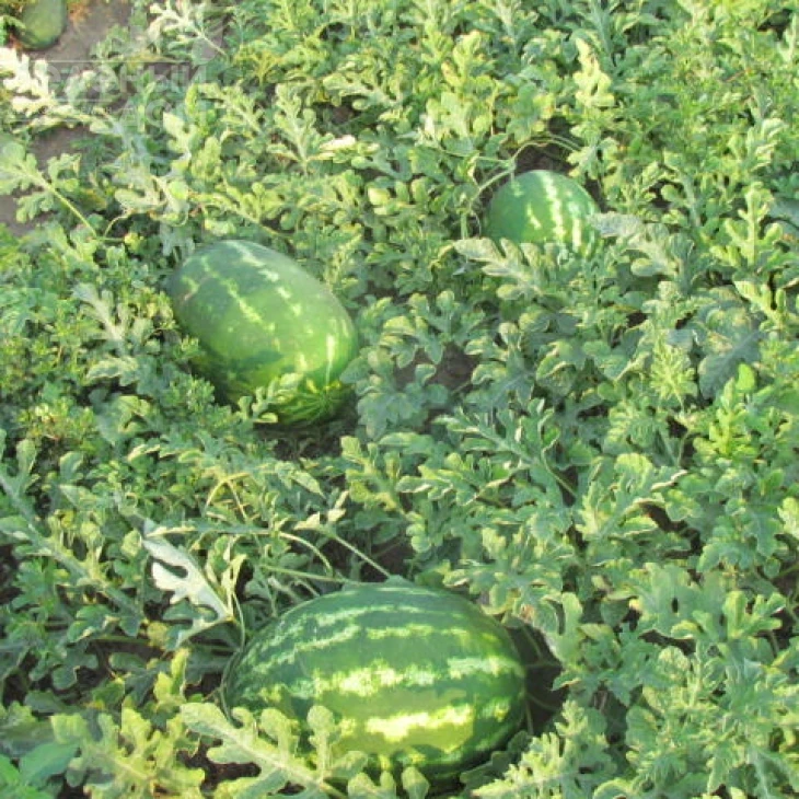 Хантер (LS 1812) F1 / Hanter (LS 1812) F1 фото 1