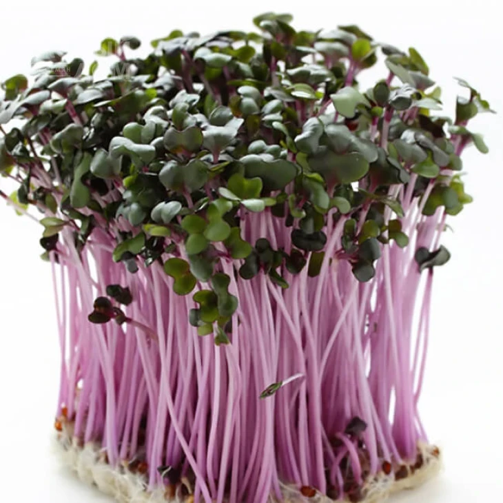 Микрогрин Мизуна красная / Microgreen Mizuna red  фото 1