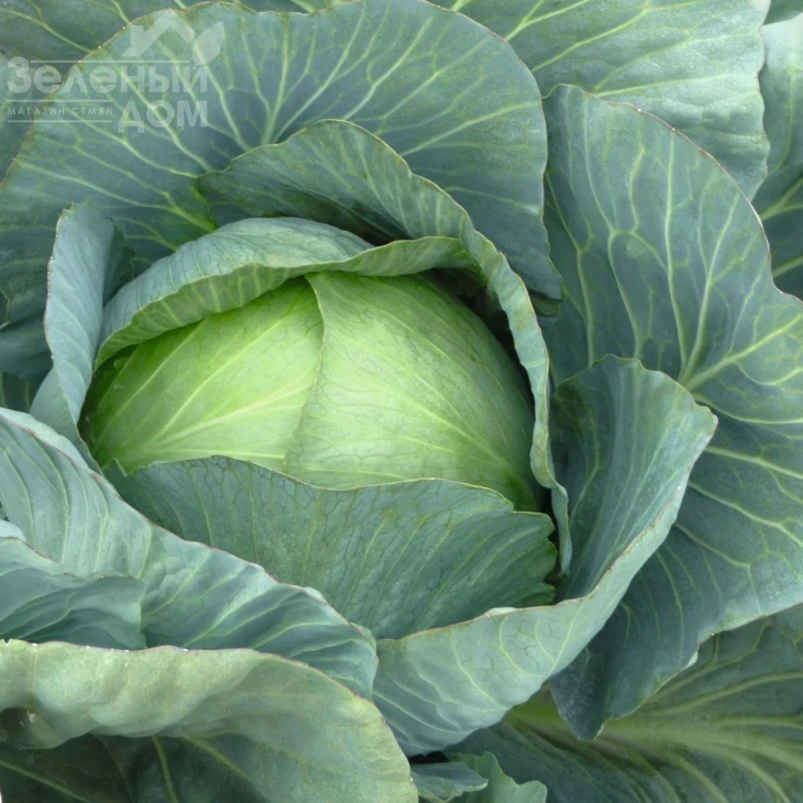 Парадокс F1 / Paradox F1,140 дней фото 2