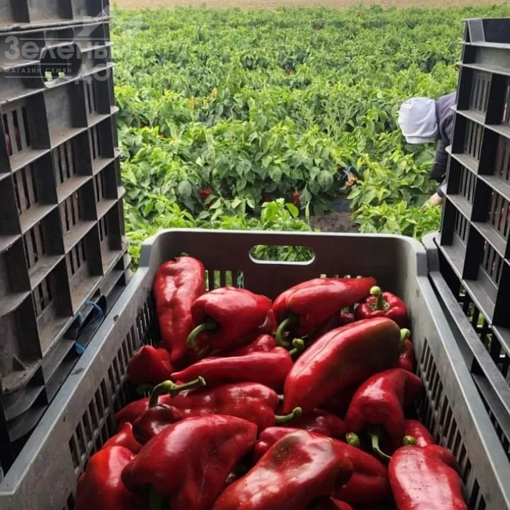 Навигатор F1 / Navigator F1,67-70 дней фото 2