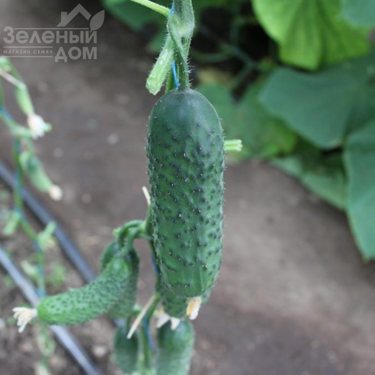 СВ 3506 CV F1 / SV 3506 CV F1,40-45 днів фото 4