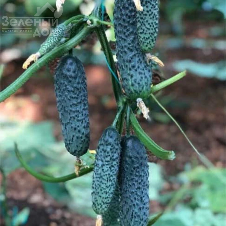 Милисимо F1 / Milisimo F1 фото 1