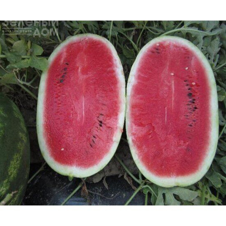 Роміна F1 / Romina F1 фото 1