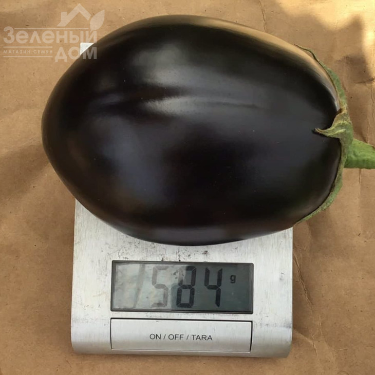 Рафаела F1 / Rafaela F1, 65 днів фото 4