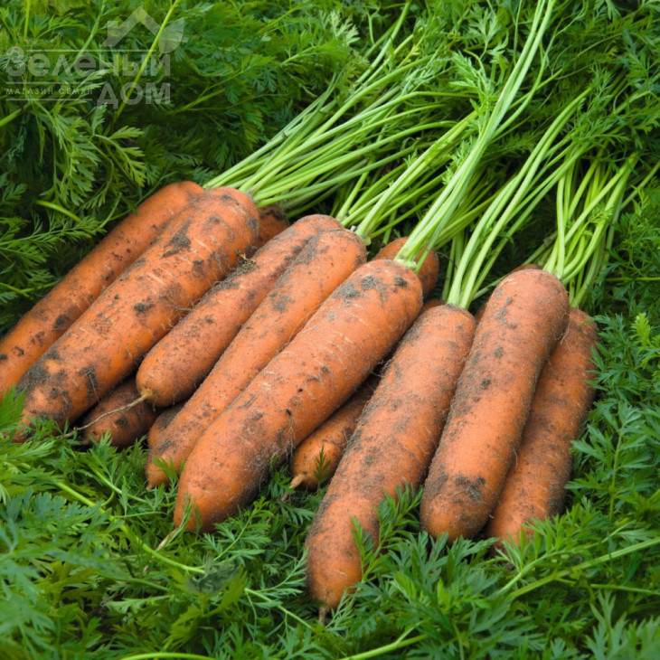 Ньюкасл F1 / Newcastle F1,110 днів фото 1