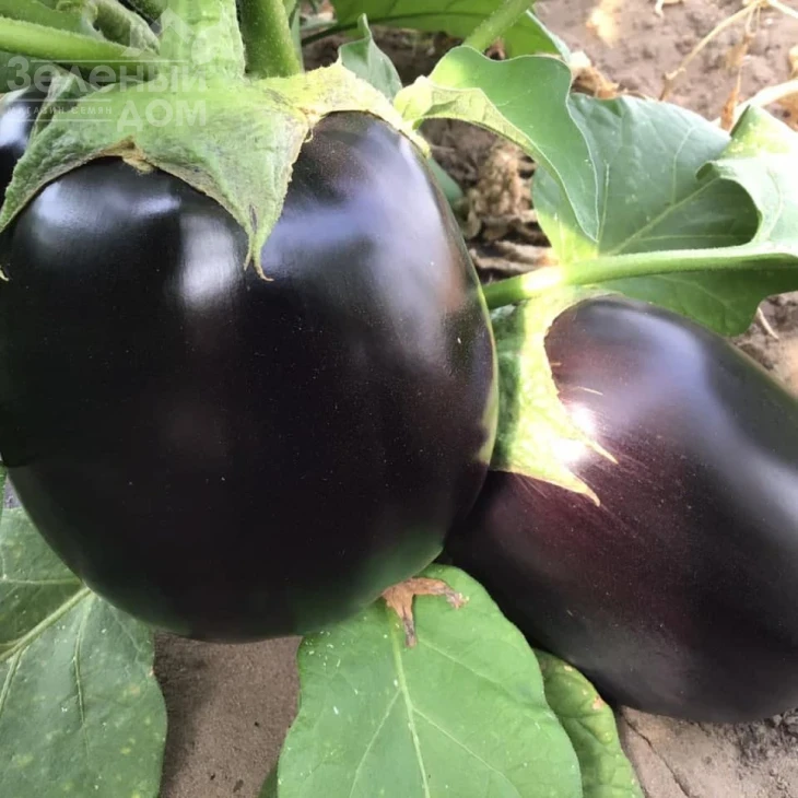 Рафаэла F1 / Rafaela F1, 65 дней фото 4