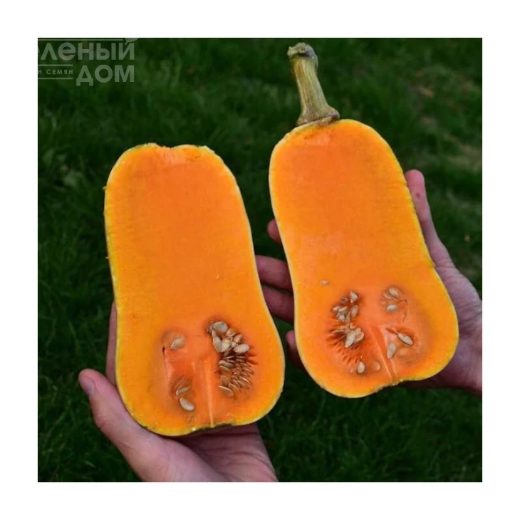 Винес F1 / Veenas F1,85-100 дней фото 1