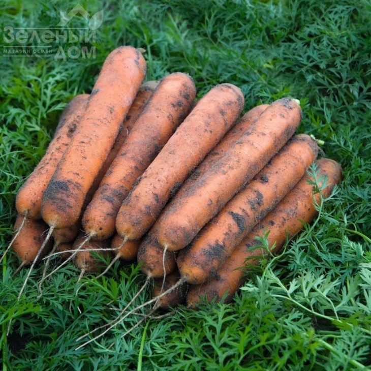 Номинатор F1 / Nominator F1,96 дней фото 1