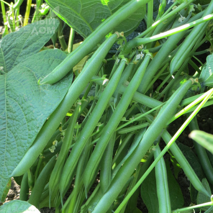 Крокет / Kroket фото 2