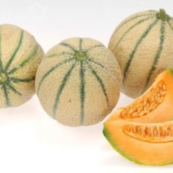 Талісман F1 / Talisman F1 фото 5