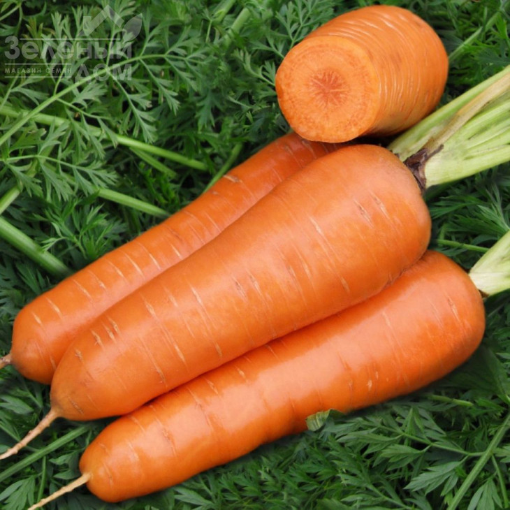 Шантане Ред Кор / Shantaney Red Core,120-125 днів фото 1