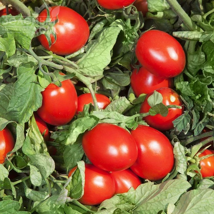 КС 470 F1 / KS 470 F1 фото 1