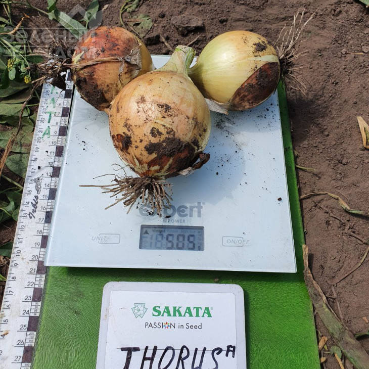 Торус F1 / Torus F1, 90-100 днів фото 2