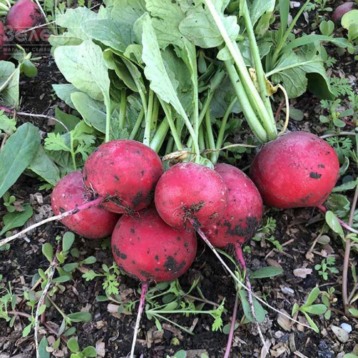 Марвел F1 / Marvel F1 фото 4