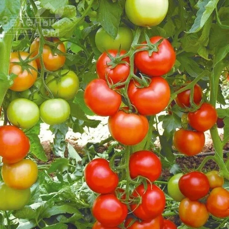 Анталия F1 / Antalia F1,95-100 дней фото 1