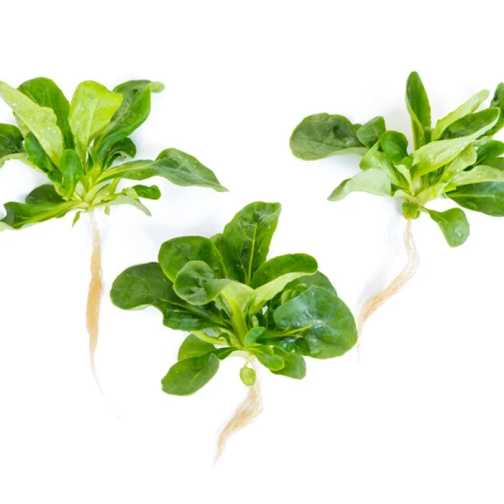 Вейрон / Veyron фото 2