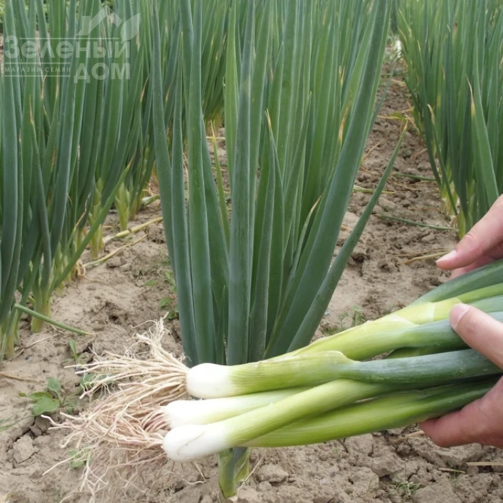 Энтита / Entita фото 1