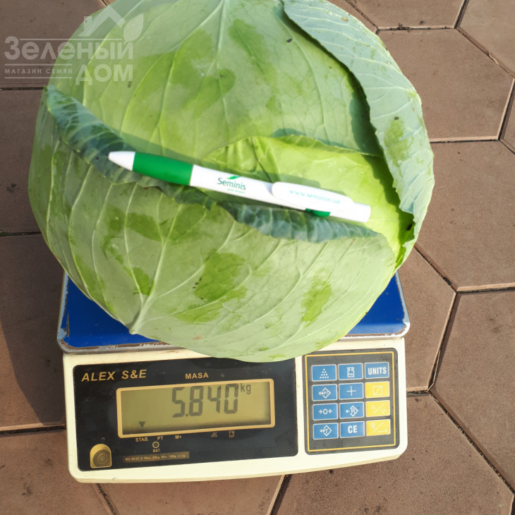 Мензанія F1 / Menzania F1,115 - 120 днів фото 2