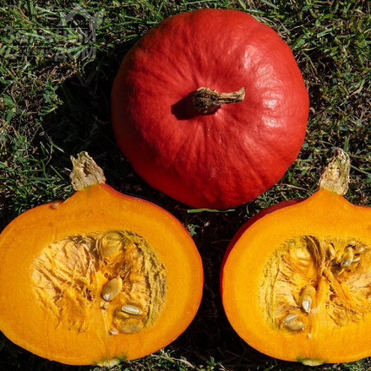 Кенжі Курі F1 / Kenji Kuri F1 фото 2