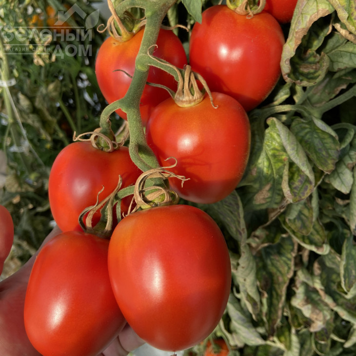 Більбао F1 / Bilbao F1 фото 2