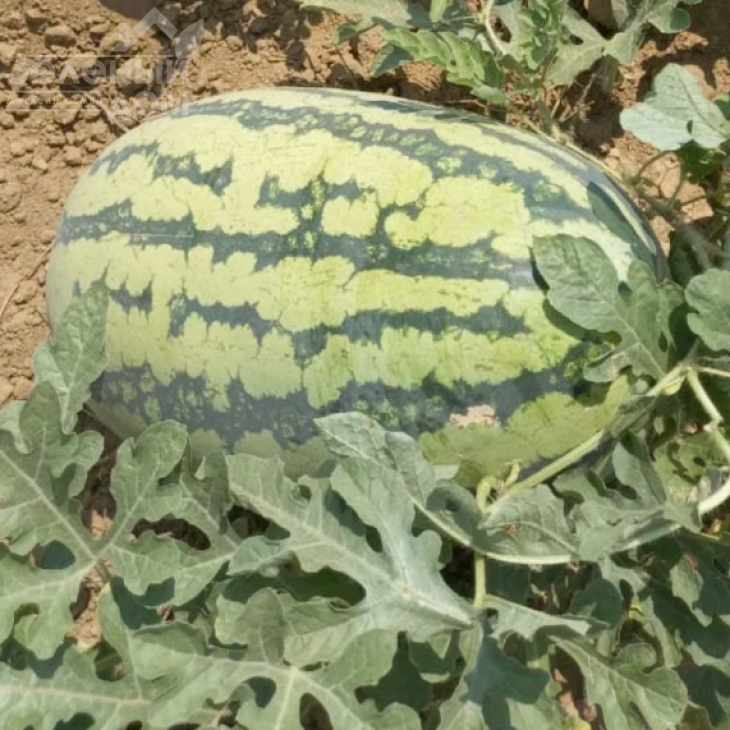 Драгон F1 / Dragon F1, 70-75 днів фото 1